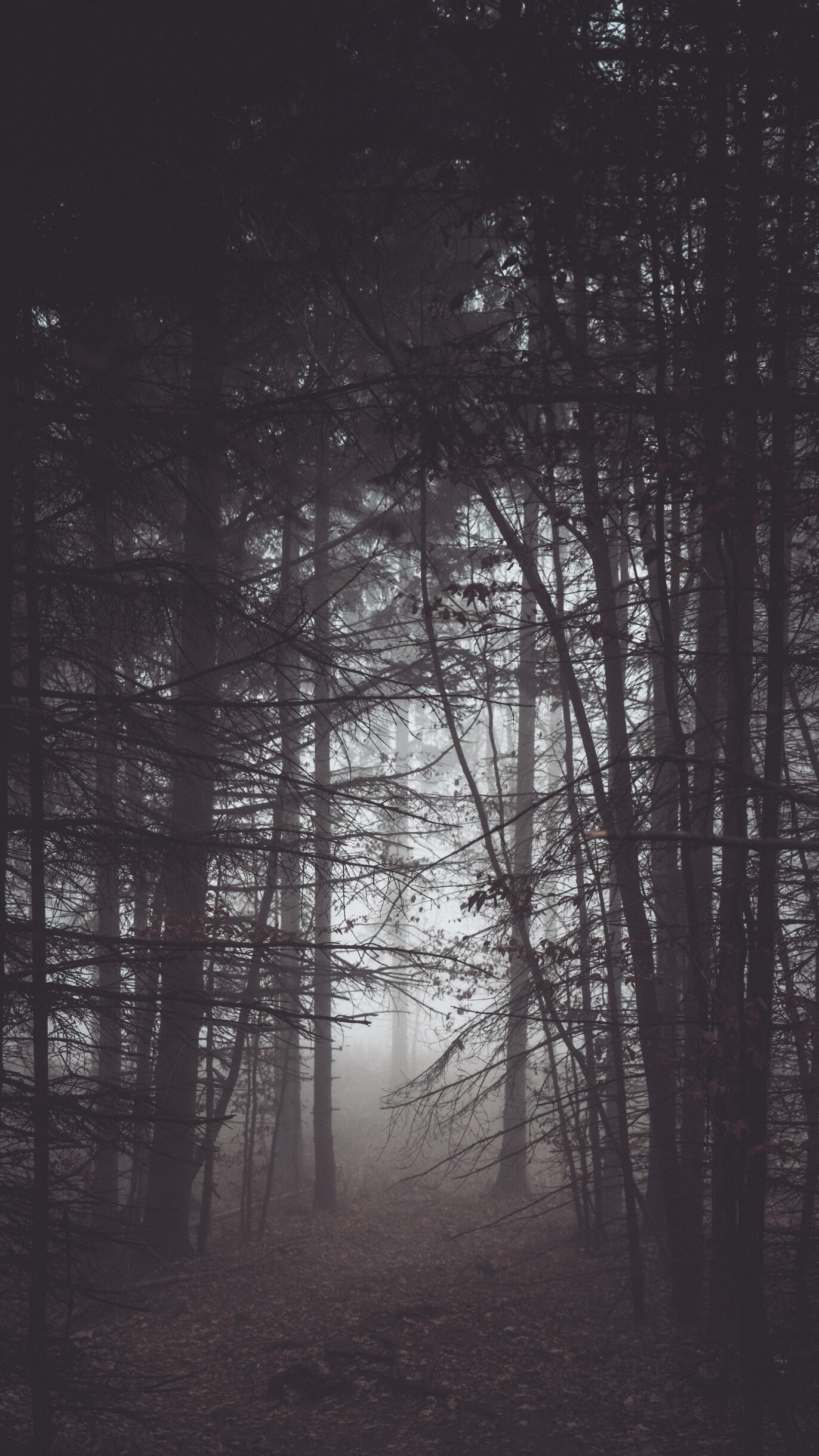 foggy forest